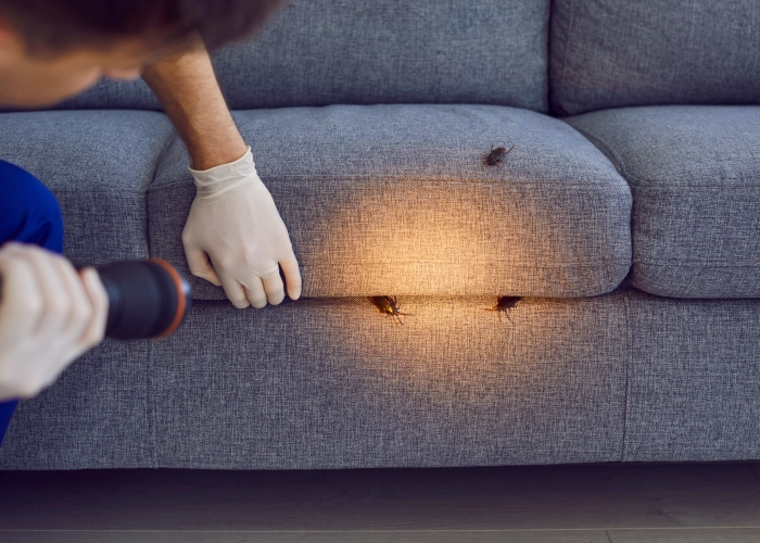 Trattamento contro le cimici dei letti a Ravenna 48100